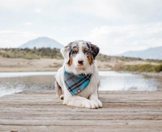 Finley Brown