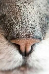 Frankie Hall